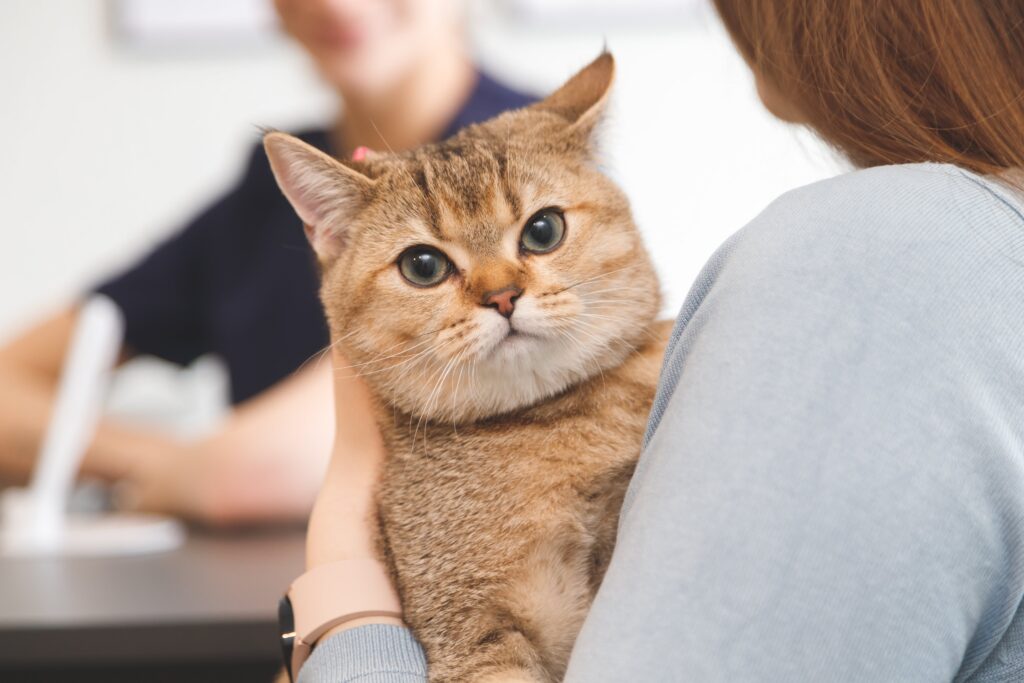 A person holding a cat, highlighting the importance of house cleaning with pets.