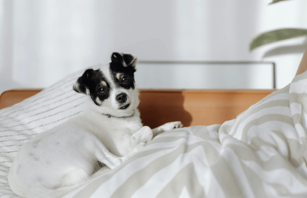 A playful Jack Russell Terrier dog relaxing on a bed, adding a touch of joy to the space.