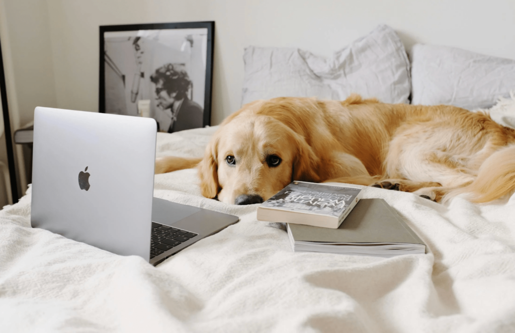 A golden retriever lays on a bed with a laptop and books